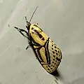 Diphthera festiva 成虫, アメリカ