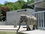 ゾウの「ふじ子」