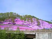 シバザクラ開花中の様子。橋は「芝桜橋」