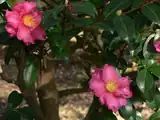 熊本城「肥後銘花園」の肥後山茶花