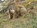 ヒマラヤマーモットM. himalayana