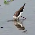 捕食中の様子