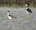 成鳥雌（左）と成鳥雄（右）