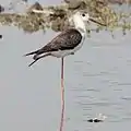 幼鳥の羽縁は白い