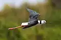 細長い脚を真っ直ぐに伸ばして飛行する