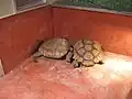 ケヅメリクガメ