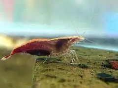 ヒメヌマエビのメス。背中に白い縦線がある個体。抱卵している