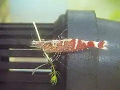 ヒメヌマエビのメス。背中に数本の横しまがある個体