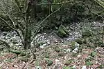 ドリーネ底部