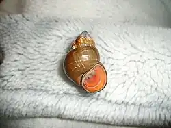 腹足綱 ヒメタニシ