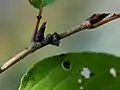 桜の枝の幼虫の巣