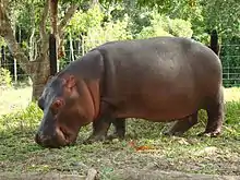 「麻薬王のカバ」の処遇の検討にも、トクソドンやヘミアウケニアなどの絶滅生物の代用としてのニッチの是非なども議論がされた。