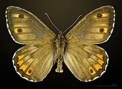 ♂