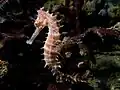 イバラタツ Hippocampus histrix