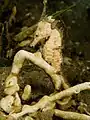 クロウミウマ Hippocampus kuda
