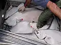 タイセイヨウオヒョウ
