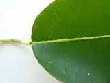 マンチニールの葉柄