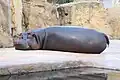 カバ