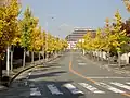 愛称道路「いちょう通り」