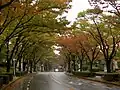 香里団地の並木
