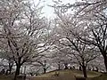 桜園で花見の宴中