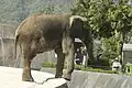 マルミミゾウあるいはサバンナゾウ