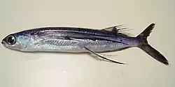 Hirundichthys rondeletii