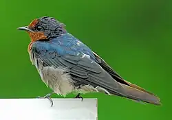 リュウキュウツバメ