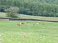 コスモスとジャージ牛