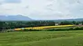 ひまわり畑全景