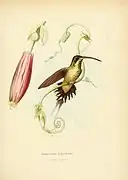 Phaethornis eurynome