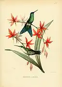 Thalurania glaucopis
