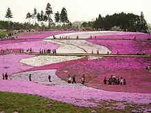 埼玉県秩父市にある羊山公園のシバザクラ