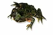 ムカシガエル科