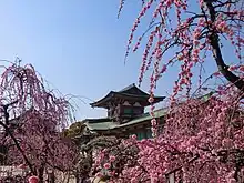 防府天満宮の梅(山口県)