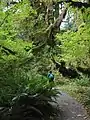 自然公園の探索路