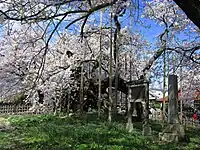 山高神代桜