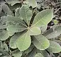 H. nigraの葉