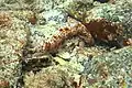 海底を這う様子