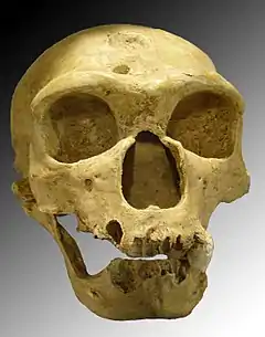 ネアンデルタール人の頭骨。
