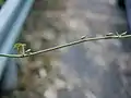 クズの蔓に群れている様子