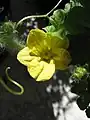 スイカの雌花