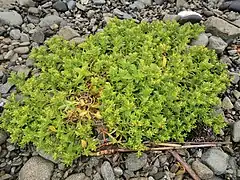 雌株