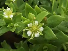 雄花（または両性花）。花弁は5個あり、爪部がある。雄蕊は10個ある。