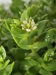 雄花（または両性花）。葉は肉質、花柄がある。