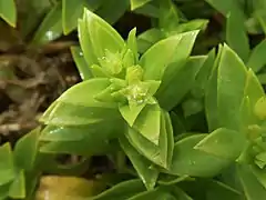 雌花。花弁は小さく、雄蕊は退化している。花柱が3個ある。