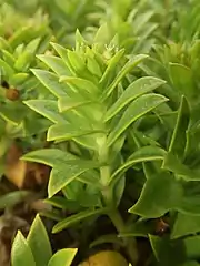 雌花。葉は十字状に対生し、基部は互いに合生する。