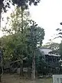 本殿と境内の木々