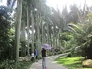 ヤシ(椰子)。