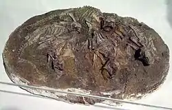 Hongshanosaurus